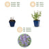 Green boutiQ - Perennial - Nepeta faassenii Walker's Low - Catmint - Bee and Butterfly Attractors - Blue - 6 Plants - Pot 11cm - Height 15-25cm Bild 9