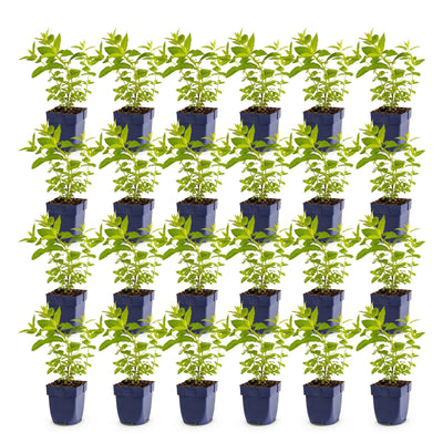 Green boutiQ - Perennial - Nepeta sib. Wild Orchid - Catnip - Bee and Butterfly Attractor - Pink - 24 Plants - Pot 11cm - Height 15-25cm
