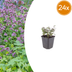 24x Oregano 'Herrenhausen' (10-25cm) – Pink Flowers & Aroma Bild 1