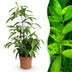 Dracaena surculosa 'Drachenblutbaum', pflegeleicht, Topf 17cm Bild 1