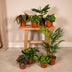 Mystery Box Houseplant - Ø12cm, H:25cm Bild 3