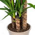 Yucca Elephantipes Pflanze Ø27cm, 150-170cm - Robuste Grünpflanze Bild 3
