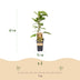 Grüne Kiwi Obstpflanze: 2x Actinidia deliciosa 'Jenny' im 15cm Topf Bild 3