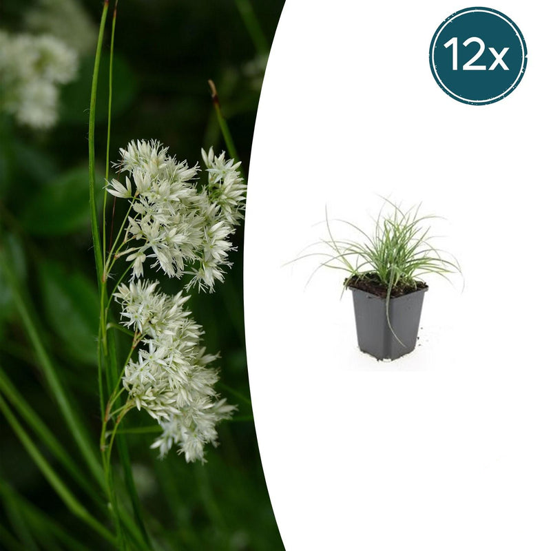 12x Luzula nivea (Schneegarben) - 10-25cm Höhe