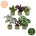 6x Baby Jungle Mix - Tropische Zimmerpflanzen für Ihr Zuhause Bild 5