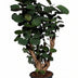 Polyscias Fabian Zimmerpflanze, 95cm hoch, Ø21cm Topf Bild 1