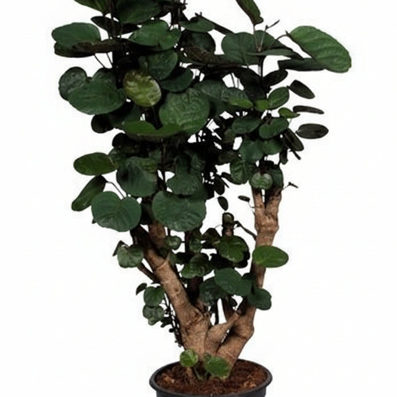 Polyscias Fabian Zimmerpflanze, 95cm hoch, Ø21cm Topf