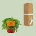 Pilea Depressa Aluminiumpflanze Ø10,5cm, Höhe 15cm Bild 6