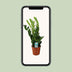 Zamioculcas Zamiifolia Pflanze, Ø17cm Topf, 65cm hoch Bild 5