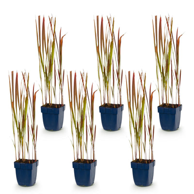 Green boutiQ - Grasses - Imperata cylindrica Red Baron - Japanese Blood Grass - Red Runners - Red - 1 Plant - 11cm Pot - 15-25cm Height