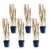 Green boutiQ - Grasses - Imperata cylindrica Red Baron - Japanese Blood Grass - Red Runners - Red - 1 Plant - 11cm Pot - 15-25cm Height Bild 2