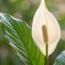 Friedenslilie 'Sweet Lauretta' (80cm) im weißen Bio-Topf Bild 3