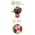 Zwerg-Rhododendron Bloombux Magenta: Blühend, Formschnitt geeignet, pflegeleicht Bild 4