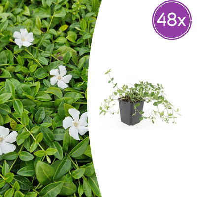 48x Vinca minor 'Gertrude Jekyll' - 10-25cm Topf Ø9cm