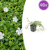 48x Vinca minor 'Gertrude Jekyll' - 10-25cm Topf Ø9cm Bild 1