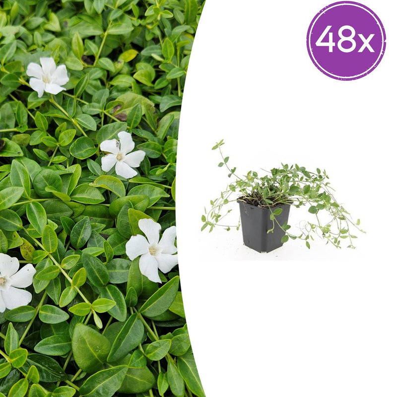 48x Vinca minor 'Gertrude Jekyll' - 10-25cm Topf Ø9cm