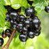 Blackcurrant 'Ben Nevis' - 2 plants in 15 cm pot Bild 5