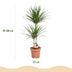Drachenbaum (Dracaena Marginata) – pflegeleichte Zimmerpflanze, 90-100 cm Bild 3