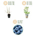 GreenboutiQ Blaubeeren: 6x Vaccinium corymbosum 'Bluegold', winterhart Bild 4