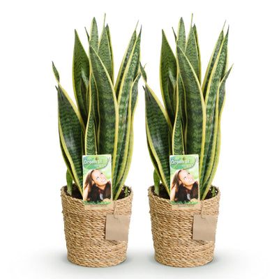 Sansevieria Laurentii (2 Pflanzen) mit Korb - Pflegeleicht