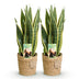 Sansevieria Laurentii (2 Pflanzen) mit Korb - Pflegeleicht Bild 2