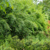 Fargesia nitida 'Red Dragon' - Non-spreading bamboo, 2 plants Bild 5