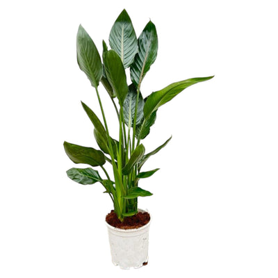 Strelitzia Reginae Orange Paradiesvogel 120 cm Ø21