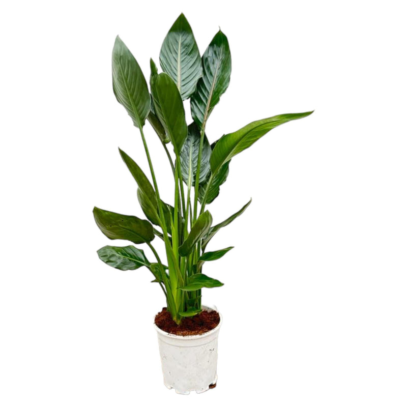 Dracaena surculosa