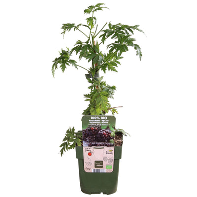 Dornenlose Brombeere 'Thornless Evergreen' - Bio, Ø13cm, ↕45cm
