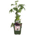 Dornenlose Brombeere 'Thornless Evergreen' - Bio, Ø13cm, ↕45cm Bild 1