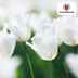 Tulpenbollen Honeymoon – 20 Stuks | KH Bloembollen® | Witte Kartelrand Tulp – Elegant & Uniek – Cadeau voor Tuin of Pot – Maat 11/12 – Vers van de Teler! Bild 2