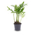 Chamaedorea elegans 'Baby' – Small Parlor Palm for Your Home Bild 1