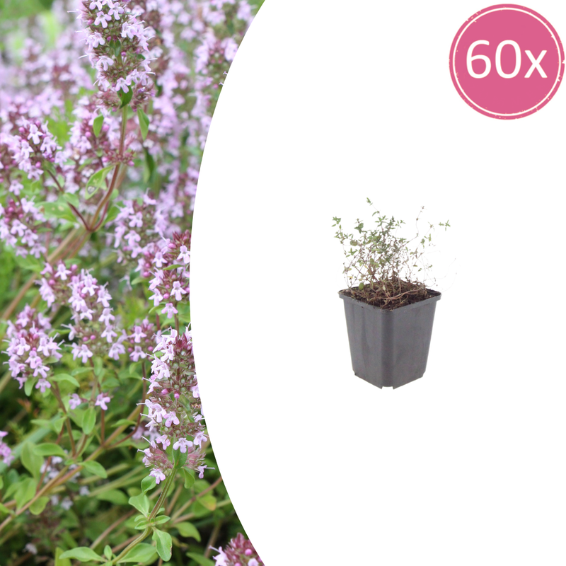 60x Thymus vulgaris (Common Thyme), 10-25cm high, 9cm pot