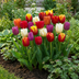 15x Triumph Tulpen Mix: Bunte Frühlingspracht für Ihren Garten Bild 2