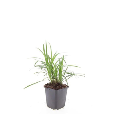 24x Liriope muscari 'Monroe White', 10-25cm, 9cm Topf