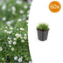 60x Sagina subulata - Irisches Moos - 10-25cm Bild 1