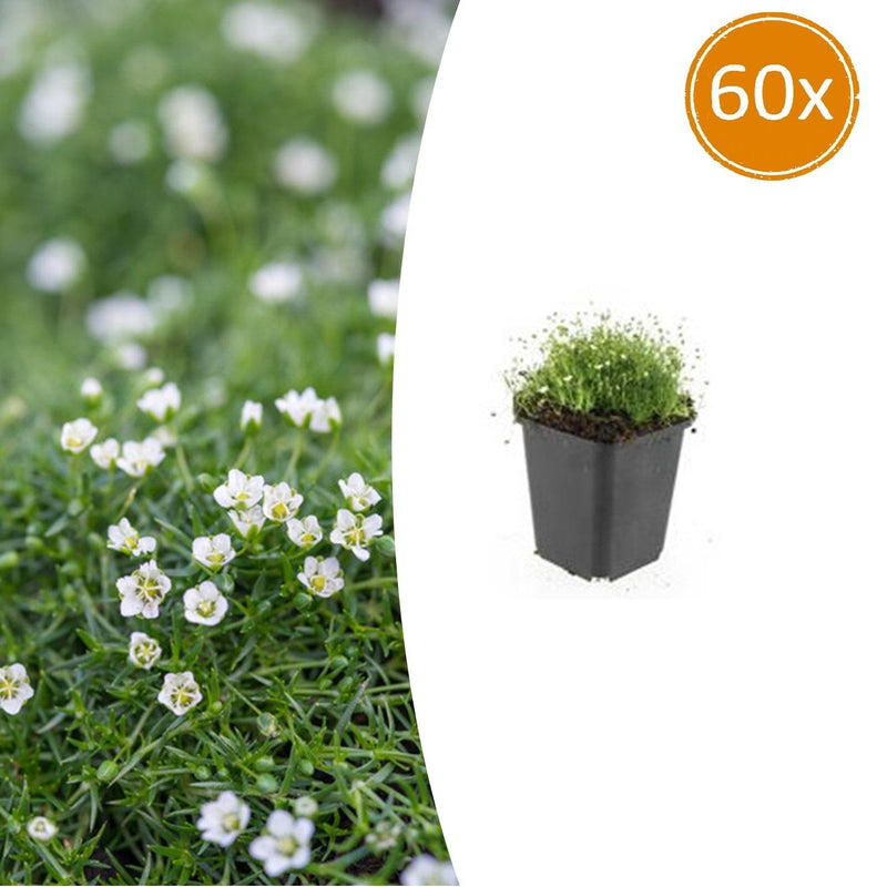 60x Sagina subulata - Irisches Moos - 10-25cm