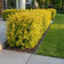 Green boutiQ - 24x Ligustrum ovalifolium Aureum - Buntblättriger Liguster - Heckenpflanzen - Immergrün - Bunt - Topf 9cm - Höhe 35-45cm Bild 8