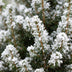 4x Picea glauca Conica - Zuckerhutfichte - Grün - Weiß - Weihnachtsbaum - inkl. Zinktopf - Ø17cm - ↕65cm Bild 4