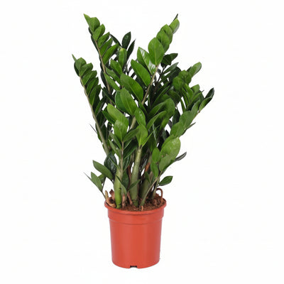 Zamioculcas Zamiifolia (ZZ Pflanze) - Ø21cm - H95cm