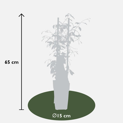 Trachelospermum 'Star of Venice' – Sternjasmin, Ø15cm, ↕65cm