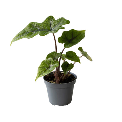 Alocasia Jacklyn Tropenpflanze - Ø6cm - ↕10cm