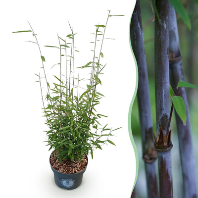 Fargesia nitida 'Black Dragon' - Nicht wuchernder Bambus, 80cm, Topf 23cm