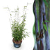 Fargesia nitida 'Black Dragon' - Non-invasive bamboo, 80cm, 23cm pot Bild 1