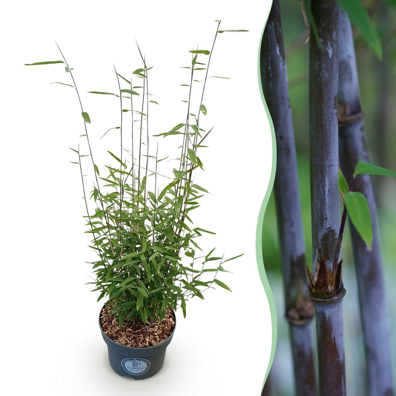 Fargesia nitida 'Black Dragon' - Non-invasive bamboo, 80cm, 23cm pot