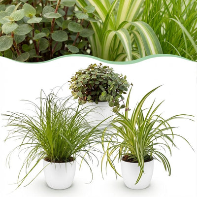 Green boutiQ Pflanzen-Set: 3 Haustierfreundliche Zimmerpflanzen