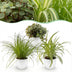 Green boutiQ Pflanzen-Set: 3 Haustierfreundliche Zimmerpflanzen Bild 1