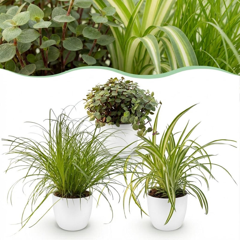 Green boutiQ Pflanzen-Set: 3 Haustierfreundliche Zimmerpflanzen