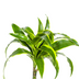 Dracaena Deremensis Dorado Ø19cm - ↕70 - 90cm Bild 2