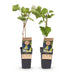 Green boutiQ - Obstpflanze - Vitis vinifera Boskoop Glory - Weinrebe - Winterhart - Blaue Traube - 2 Pflanzen - Topf 15cm - Höhe 50cm Bild 2